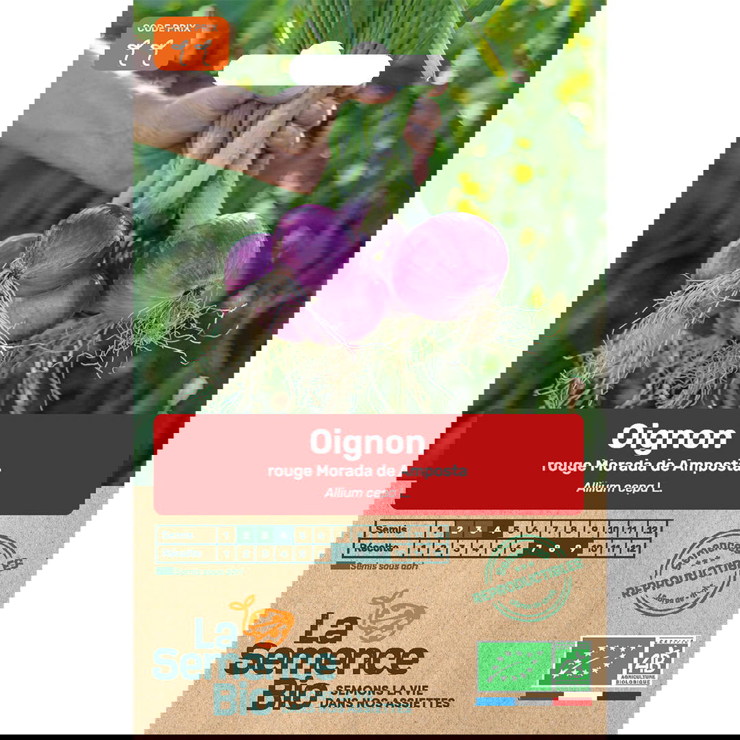 Graines Bio Oignon Rouge Morada de Amposta