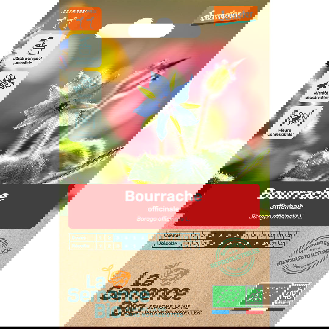 Graines Bio de Bourrache Variété Officinale