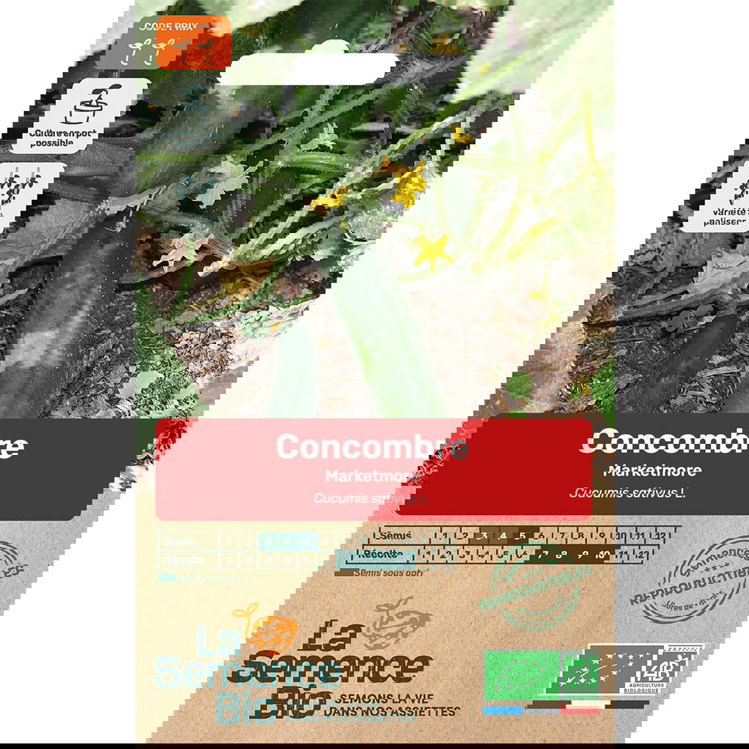Graines Bio de Concombre Variété Marketmore