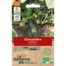 Graines Bio de Concombre Variété Marketmore