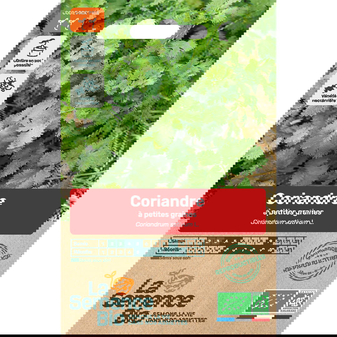 Graines Bio de Coriandre Variété À Petites Graines