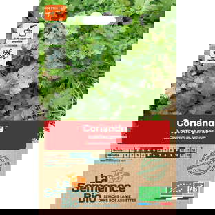 Graines Bio de Coriandre Variété À Petites Graines