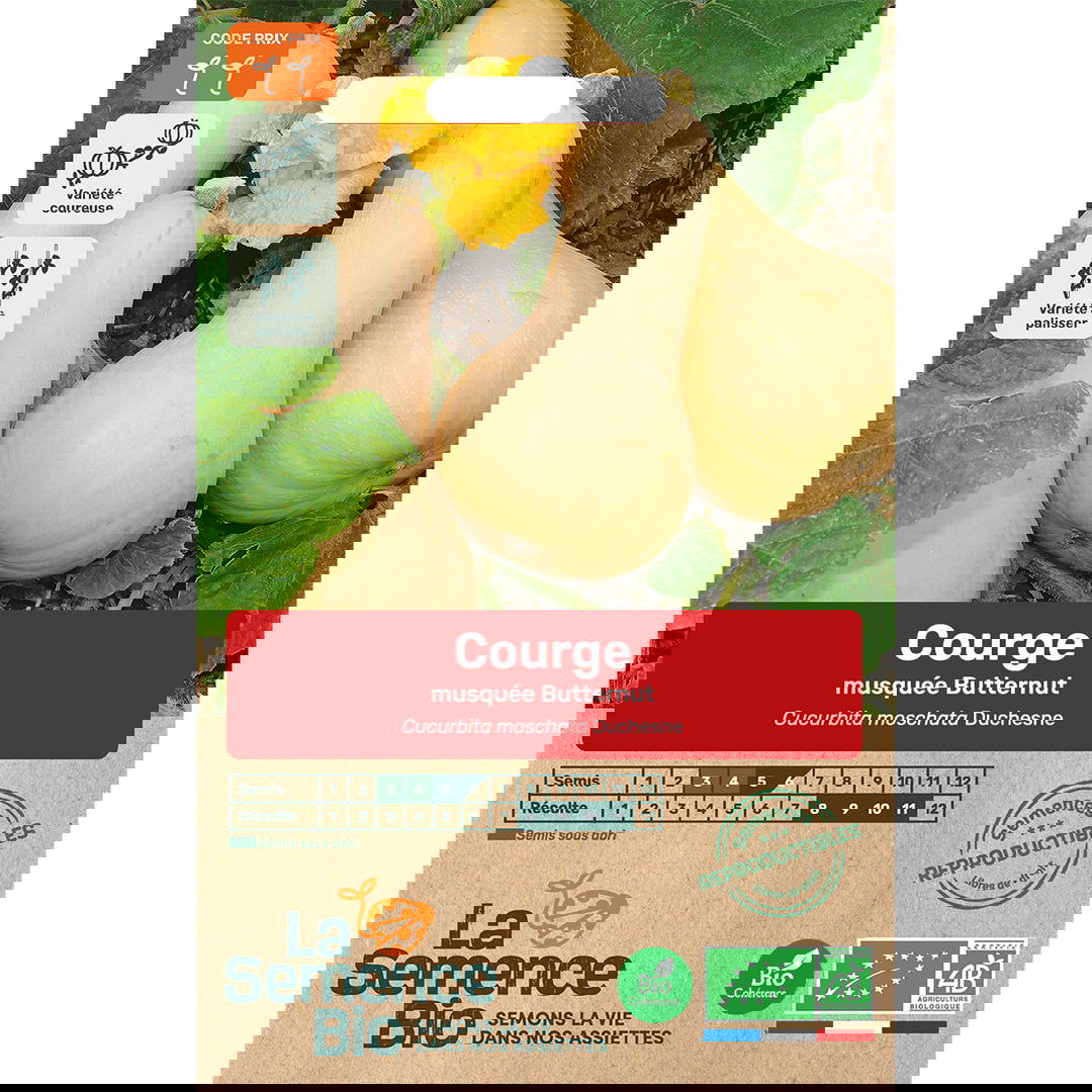 Graines Bio de Courge Variété Musquée Butternut