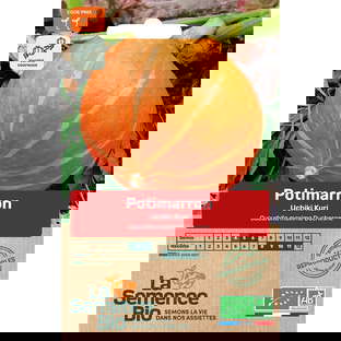 Graines bio de potimarron variété uchiki kuri