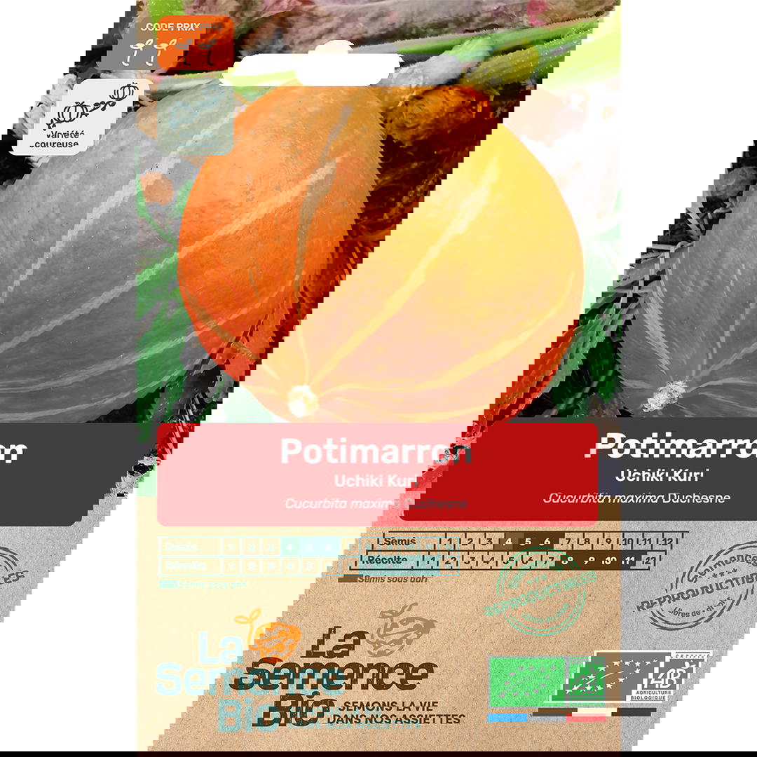 Graines bio de potimarron variété uchiki kuri