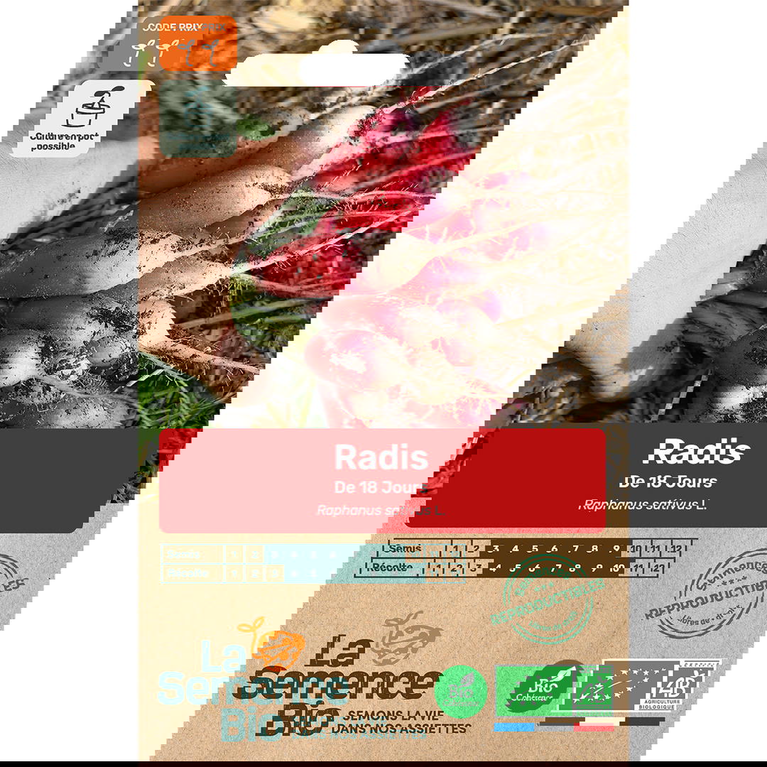 Graines Bio de Radis Variété De 18 Jours