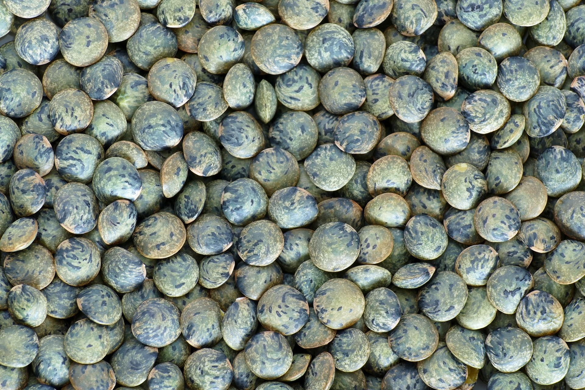 Lentilles vertes bio