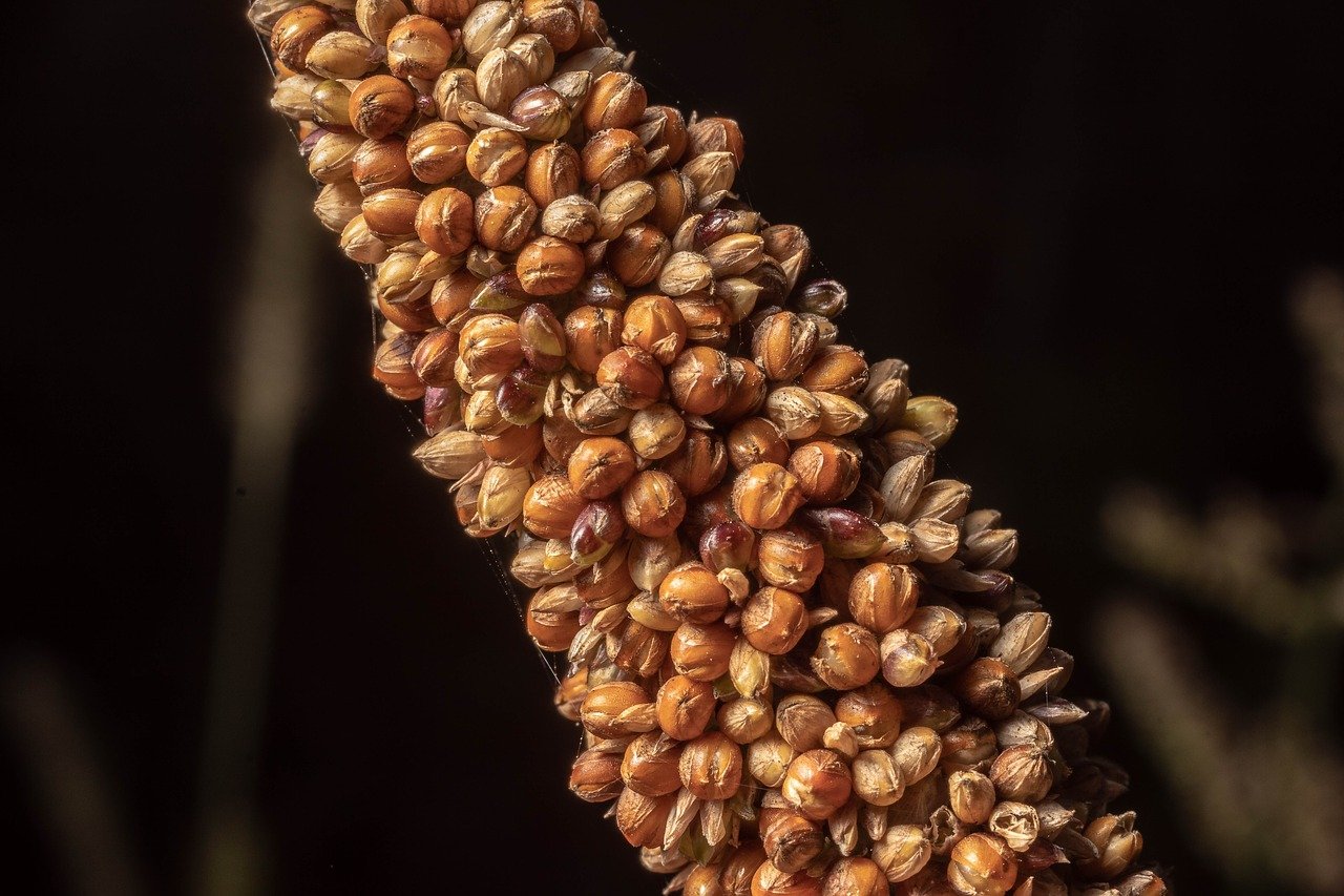 Millet bio