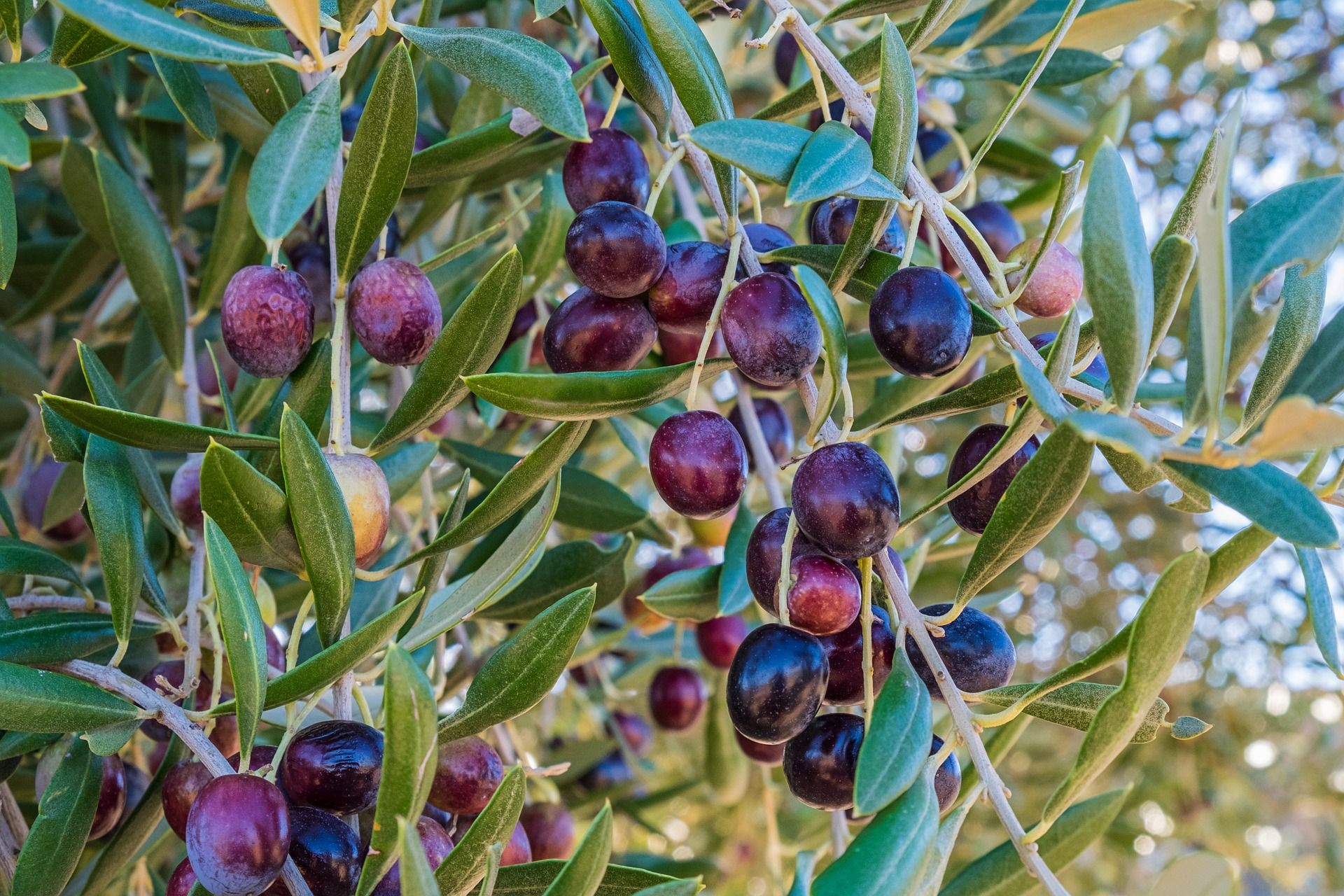 Olives Kalamata bio